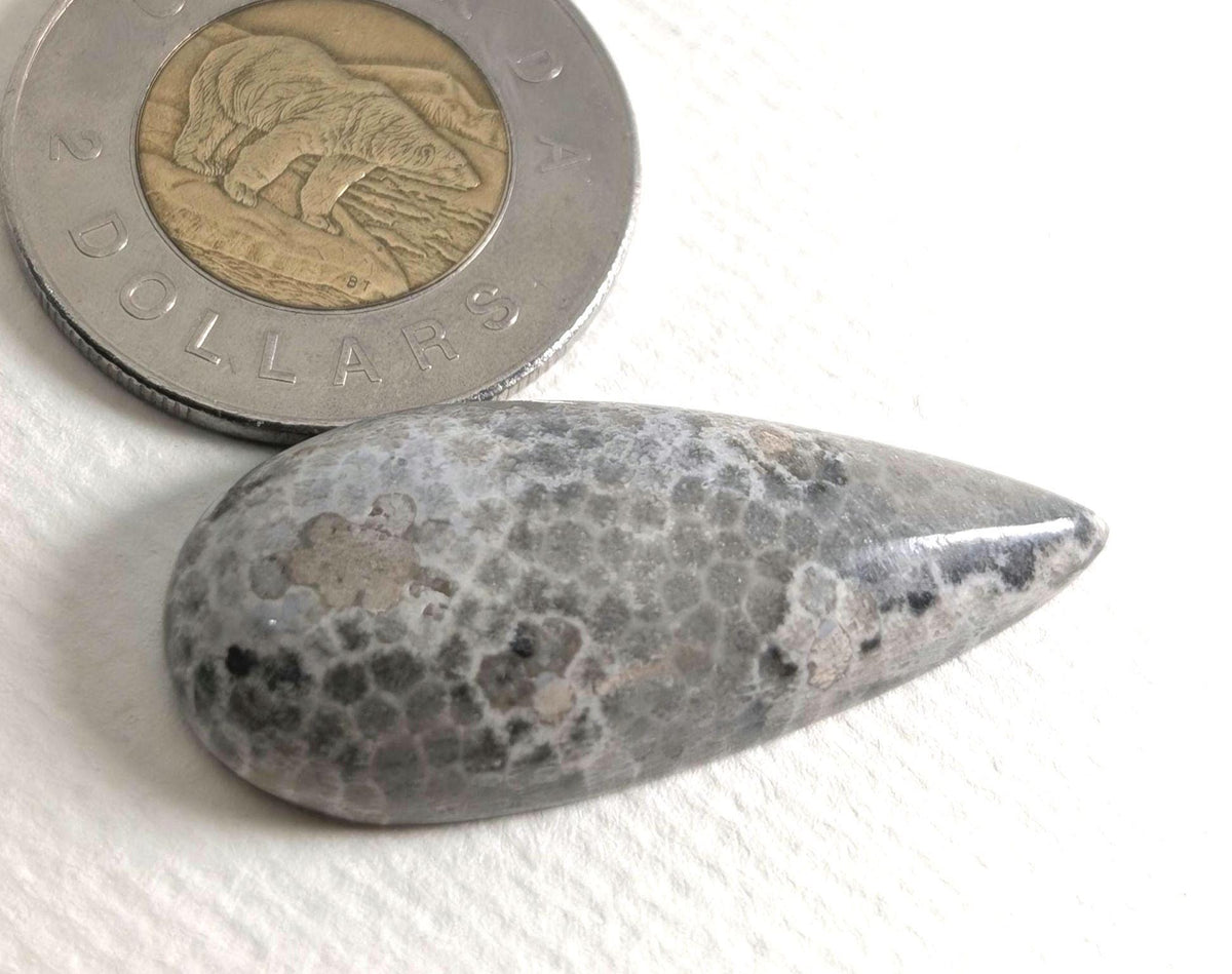 Fossilized Coral Cabochon, 39 x 17 mm, Handmade Pear, from Ontario, Canada