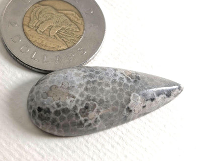 Fossilized Coral Cabochon, 39 x 17 mm, Handmade Pear, from Ontario, Canada