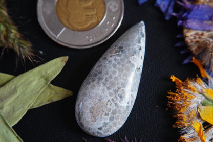 Fossilized Coral Cabochon, 39 x 17 mm, Handmade Pear, from Ontario, Canada