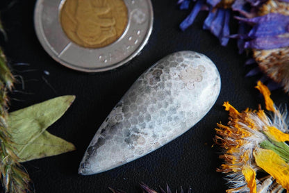 Fossilized Coral Cabochon, 39 x 17 mm, Handmade Pear, from Ontario, Canada