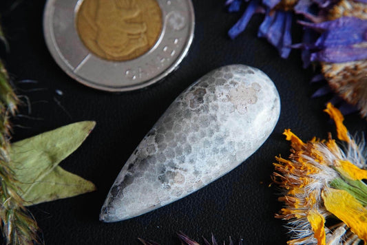Cabochon en corail fossilisé, 39 x 17 mm, poire faite main, de l'Ontario, Canada