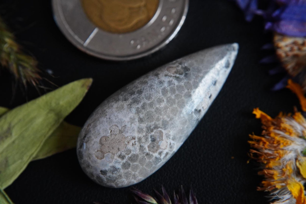 Fossilized Coral Cabochon, 39 x 17 mm, Handmade Pear, from Ontario, Canada