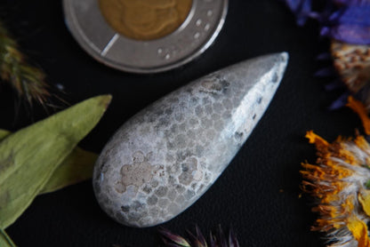Fossilized Coral Cabochon, 39 x 17 mm, Handmade Pear, from Ontario, Canada