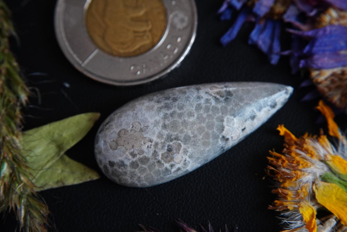 Fossilized Coral Cabochon, 39 x 17 mm, Handmade Pear, from Ontario, Canada
