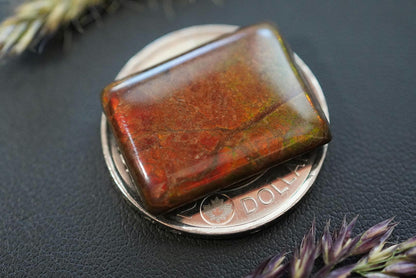 Ammolite Cabochon, 24 x 18 mm, Square, from Alberta, Canada