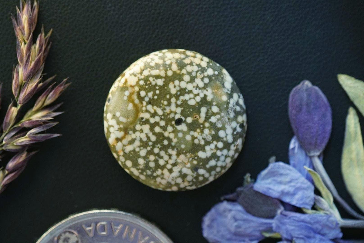 Spotted Jasper Cabochon, 22 x 4 mm, Handmade Round, from British Columbia, Canada