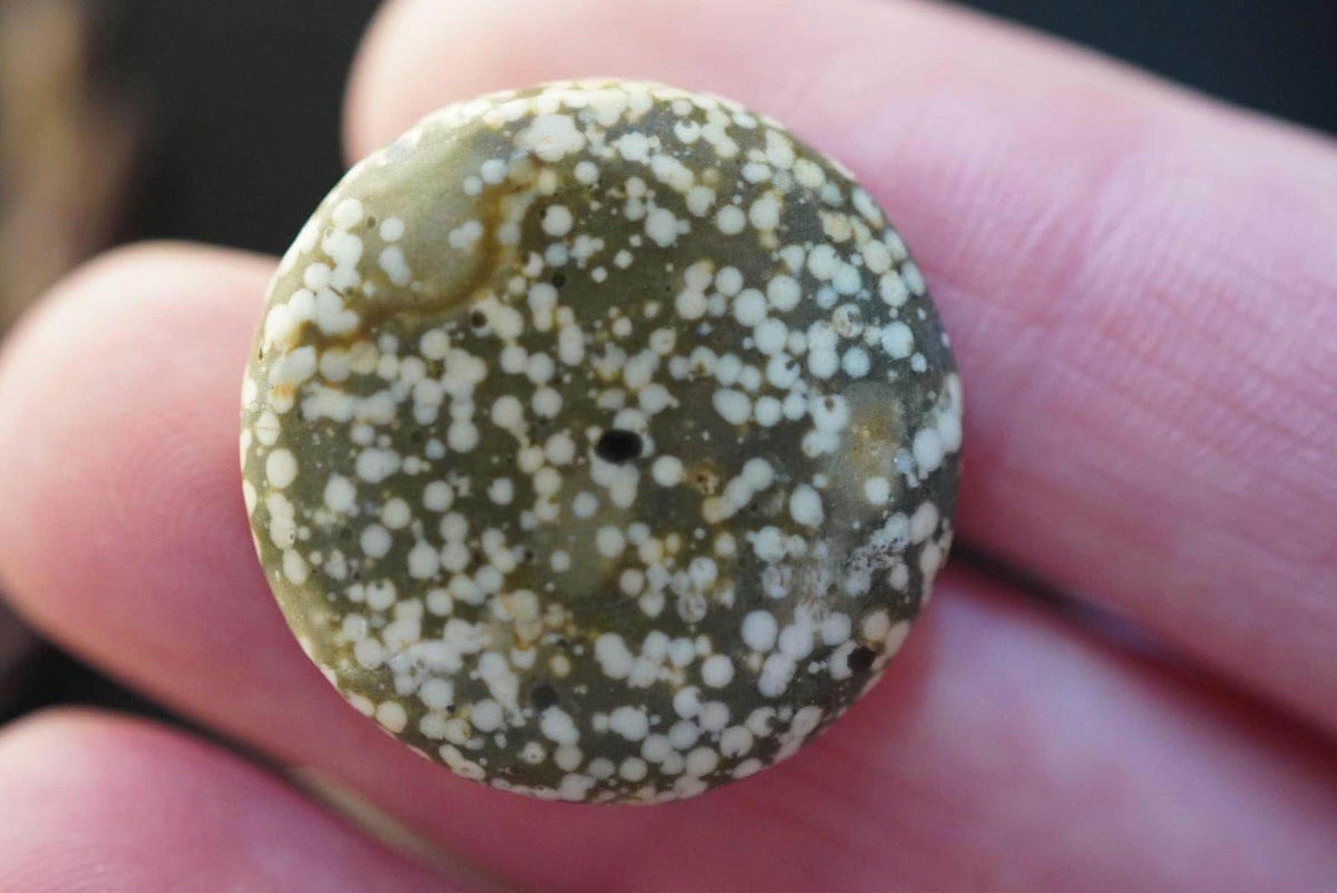Spotted Jasper Cabochon, 22 x 4 mm, Handmade Round, from British Columbia, Canada