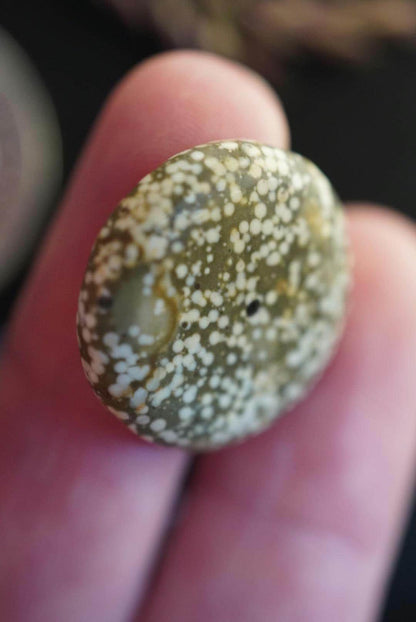 Spotted Jasper Cabochon, 22 x 4 mm, Handmade Round, from British Columbia, Canada