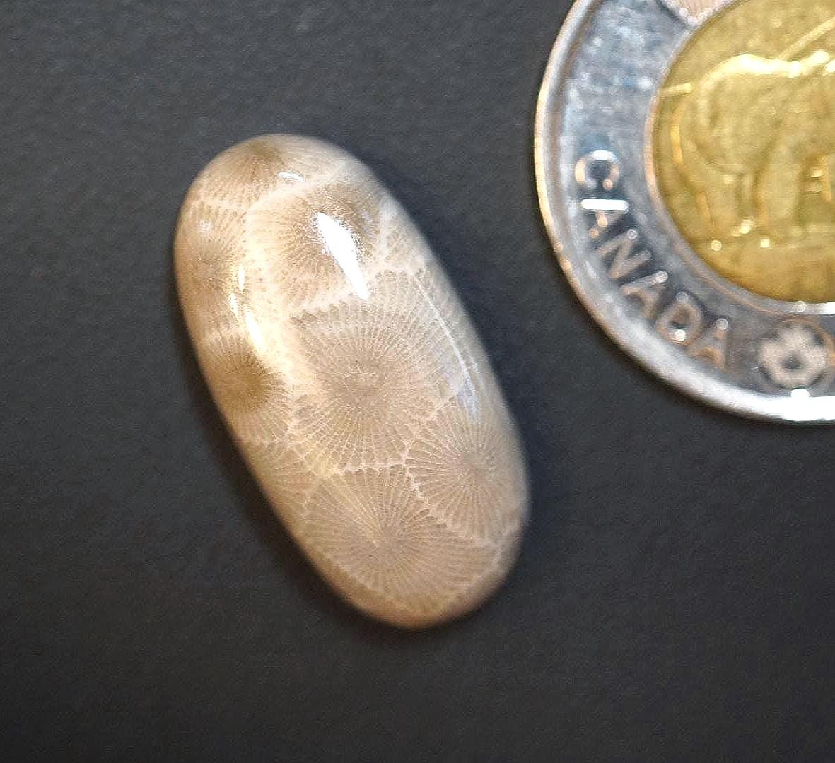 Petoskey Stone Cabochon, 26 x 13 mm, Handmade Oval, from Ontario, Canada
