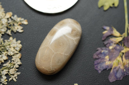 Petoskey Stone Cabochon, 26 x 13 mm, Handmade Oval, from Ontario, Canada