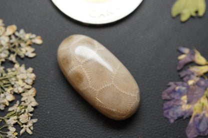 Petoskey Stone Cabochon, 26 x 13 mm, Handmade Oval, from Ontario, Canada