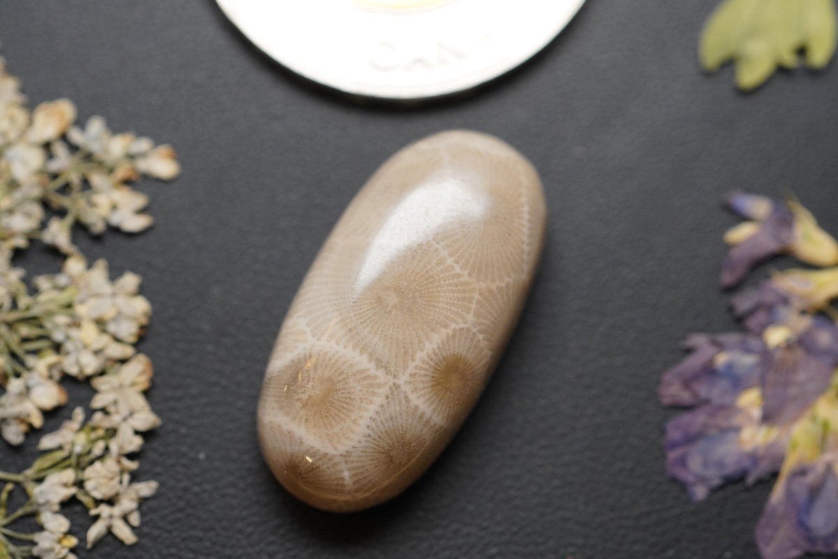 Petoskey Stone Cabochon, 26 x 13 mm, Handmade Oval, from Ontario, Canada