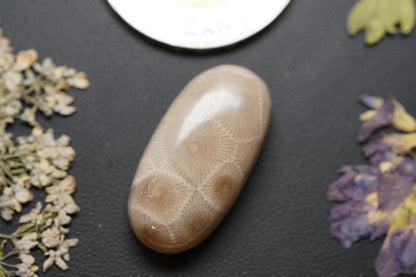 Petoskey Stone Cabochon, 26 x 13 mm, Handmade Oval, from Ontario, Canada