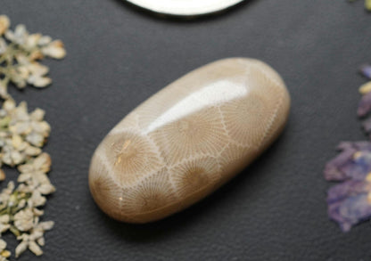 Petoskey Stone Cabochon, 26 x 13 mm, Handmade Oval, from Ontario, Canada